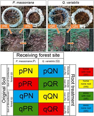 Initial microbiome and tree root status structured the soil microbial community discrepancy of the subtropical pine-oak forest in a large urban forest park